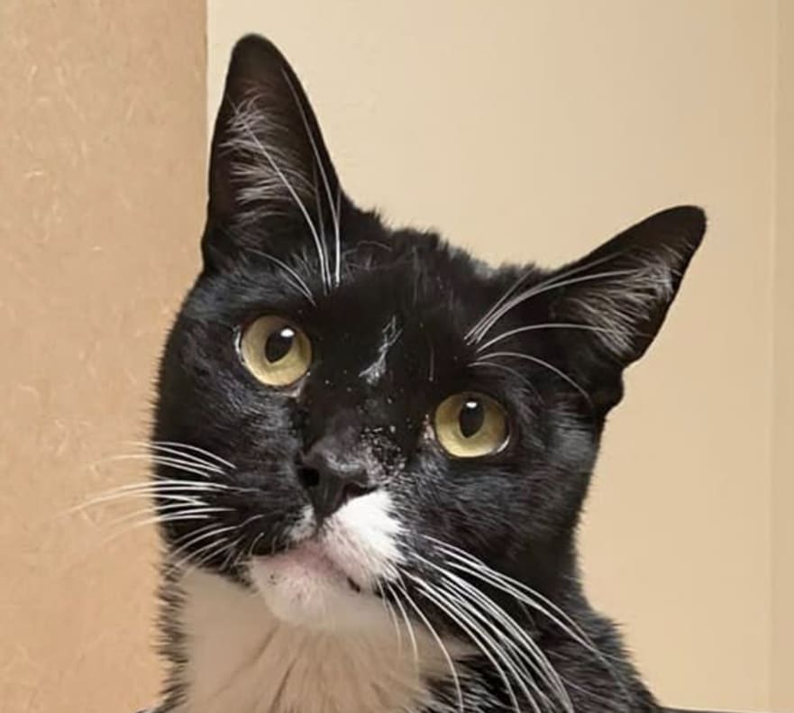 Lenny, a sweet cat