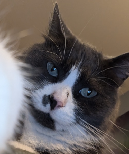 Leona, a friendly cat